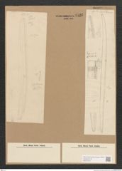Diatomeae indet. Zeichnungen Sammlung Grunow Nr. 4505 (NHMW-BOT-W0372472)